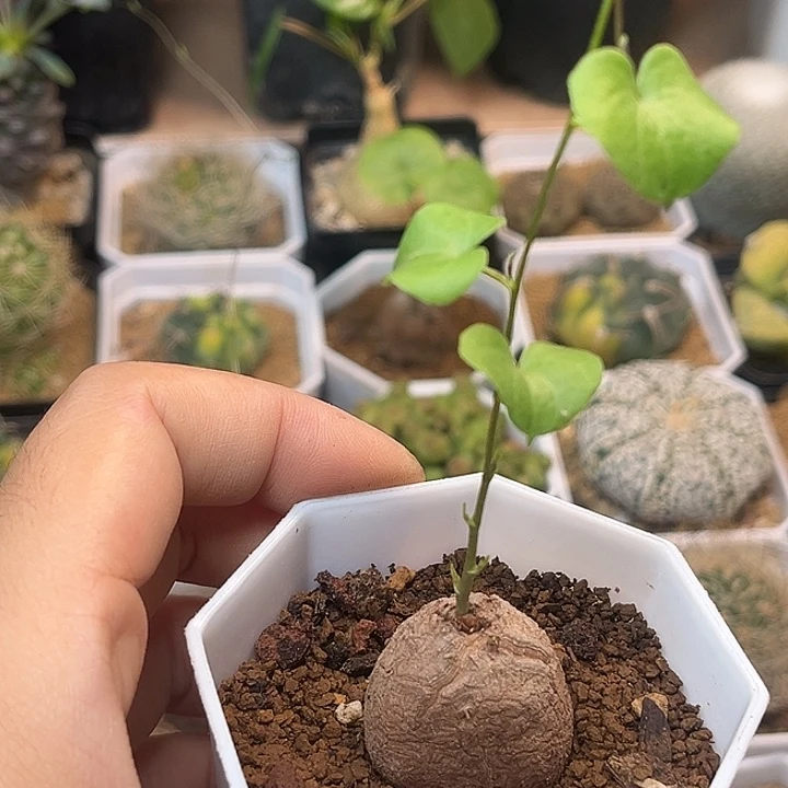 无花朵南非龟甲龙实生球