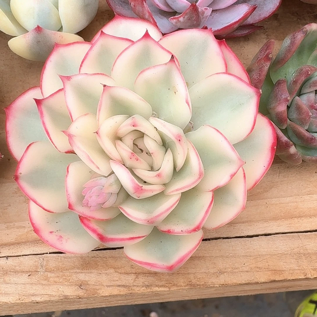 琉璃盏锦头盖多肉