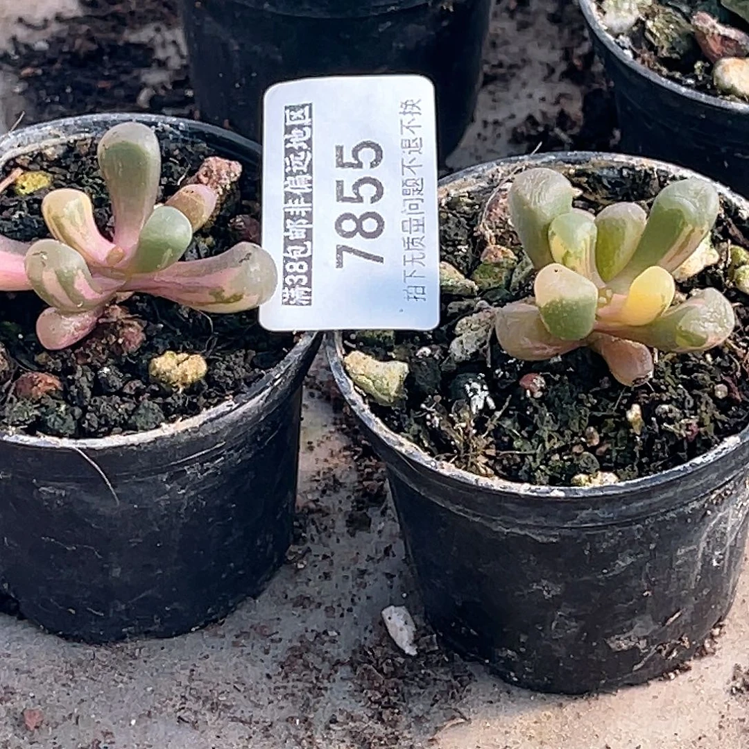 尚品园艺一组7855