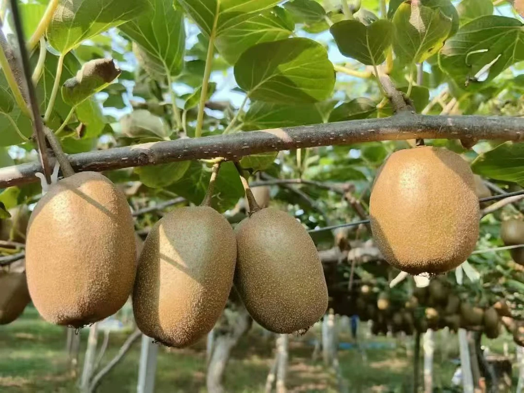 正宗新鲜现摘产地直发博山碧玉猕猴桃