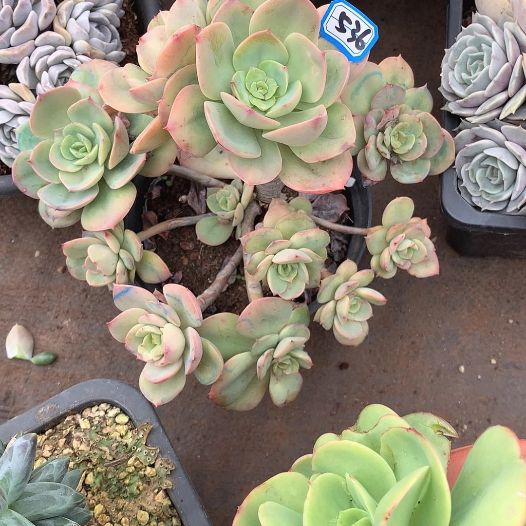 536趴趴熊一物一拍多肉