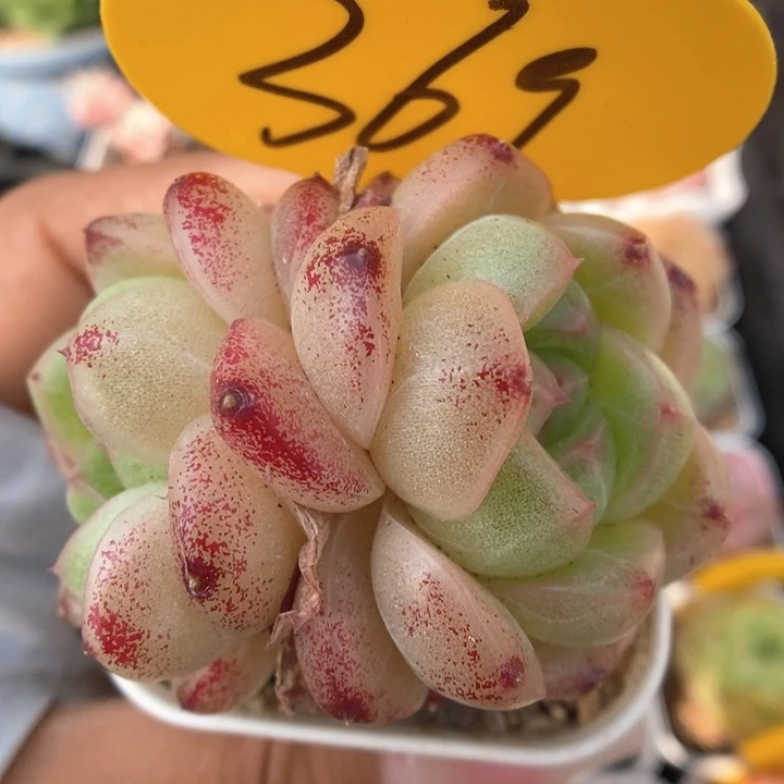 珍妮麦秆可拍369号。