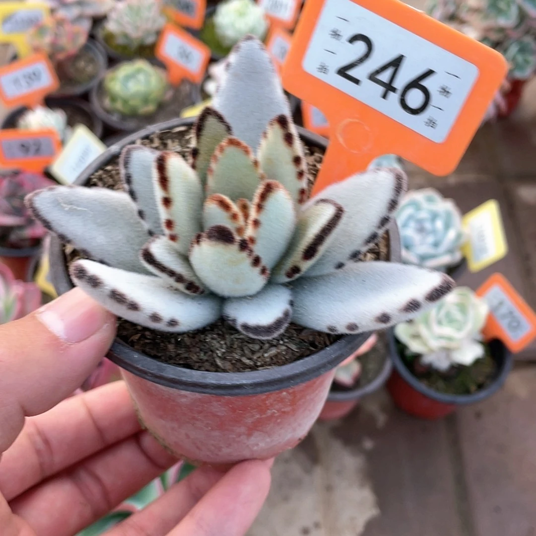 【闪购商品】246号