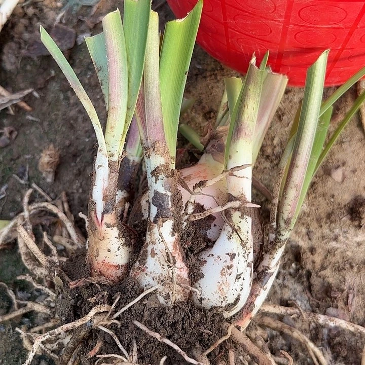 双梦有标七➕包对版