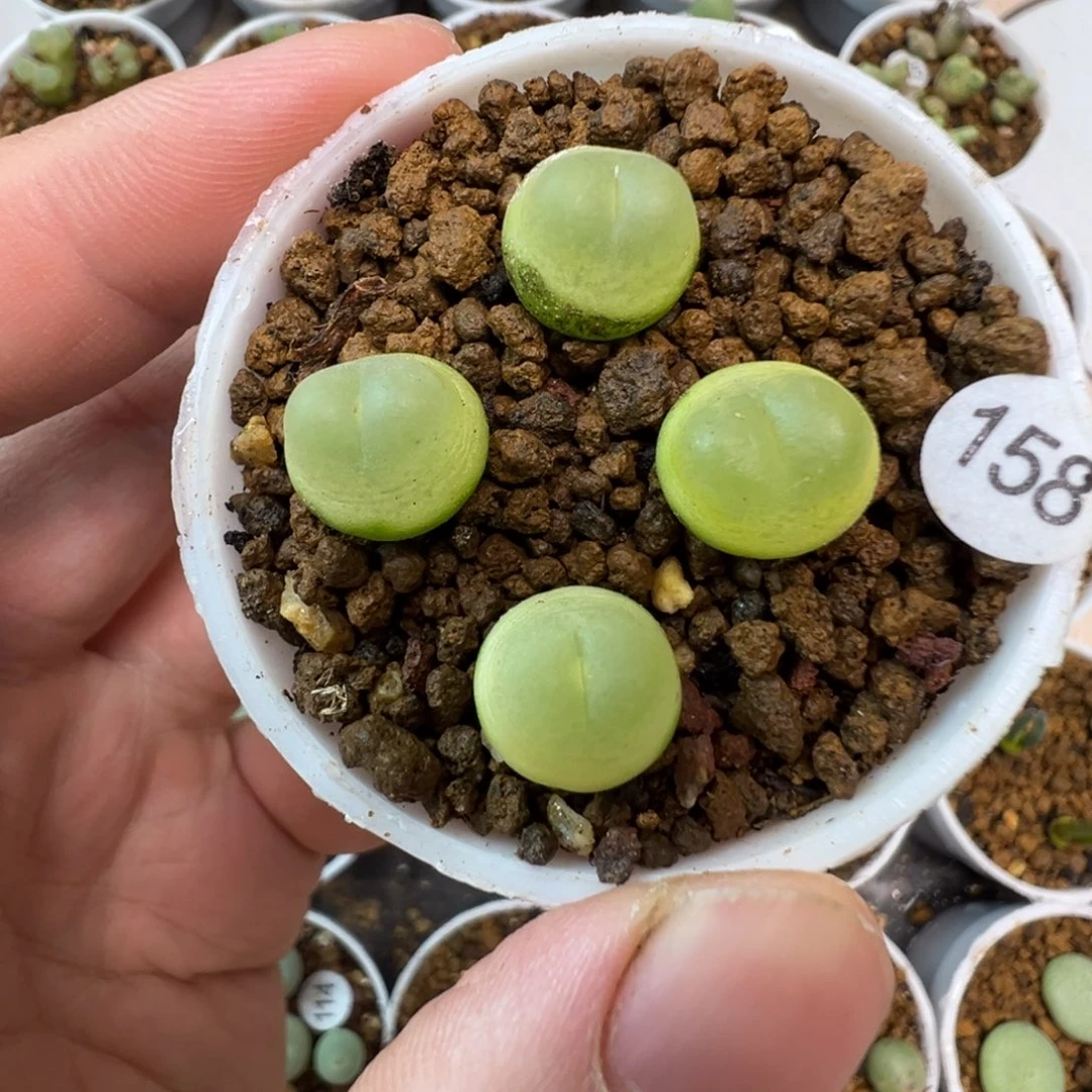 拉登一颗脱土1580000