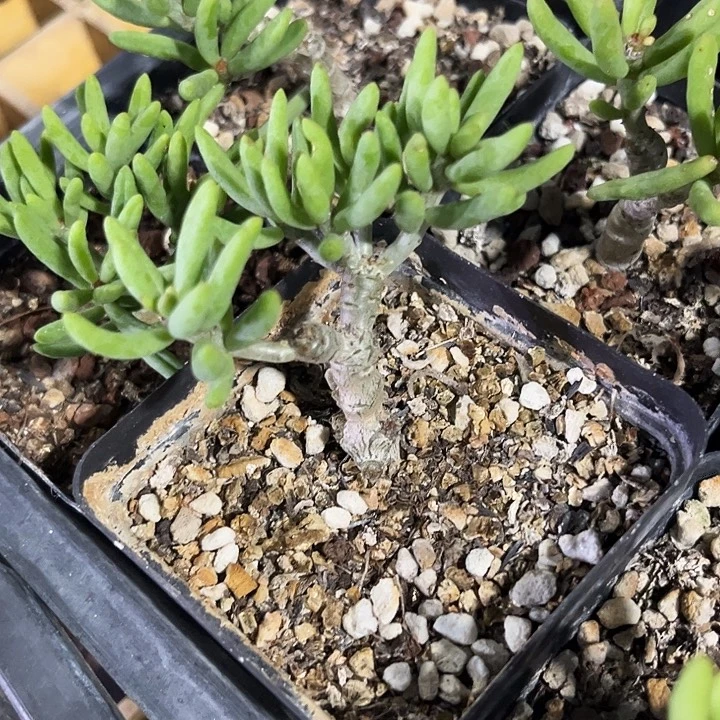 老庄块根诱惑zzzzzzz