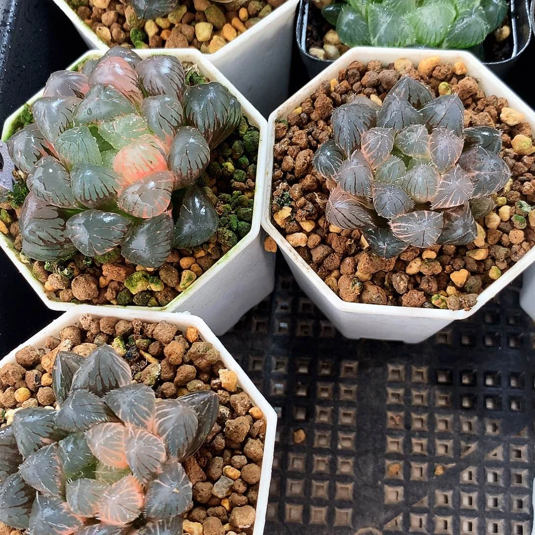 5颗，一物一拍，带盆带土