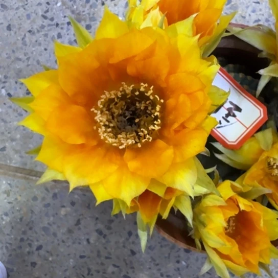 323金刚6歪4公分左右无根侧牙，20包邮