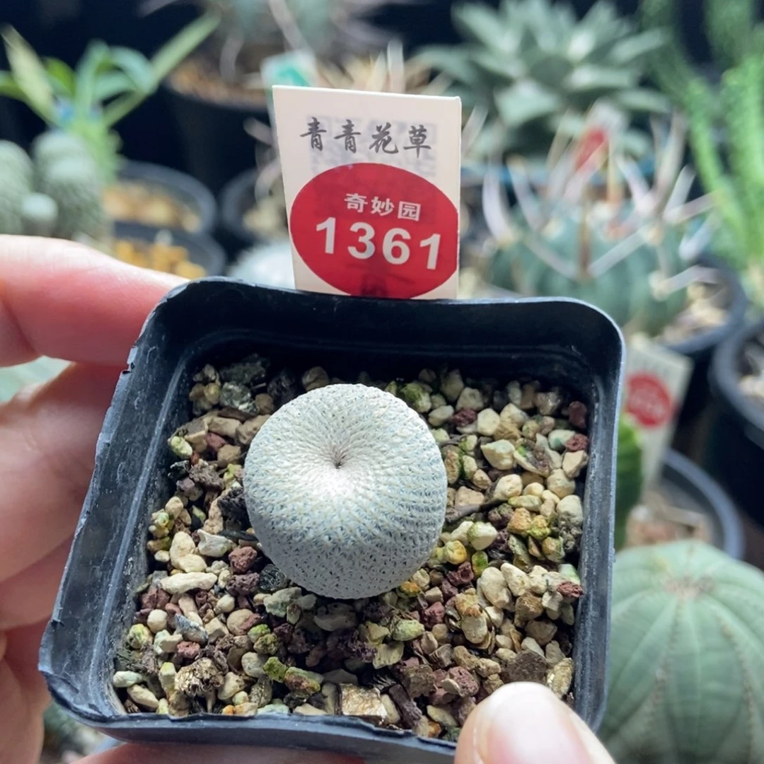 实生小人帽2cm一棵仙人球