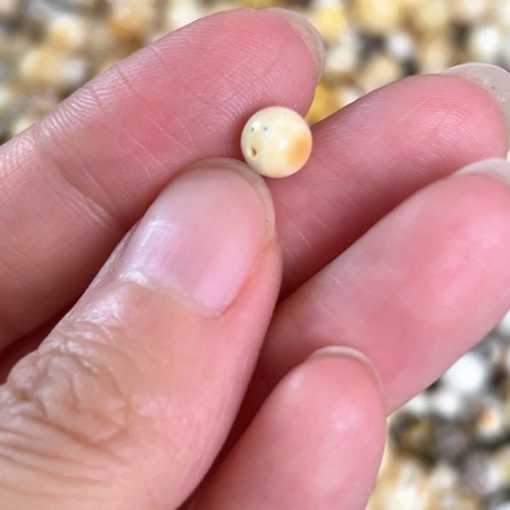 未镶嵌蜜蜡裸石6.2mm一个