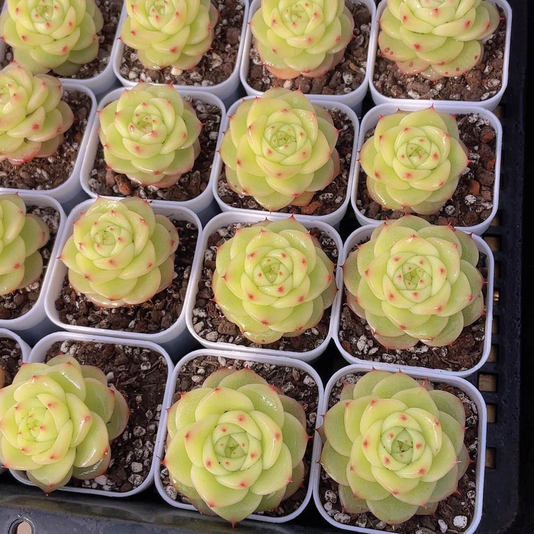 量拍148号 杜若珍妮单头一个