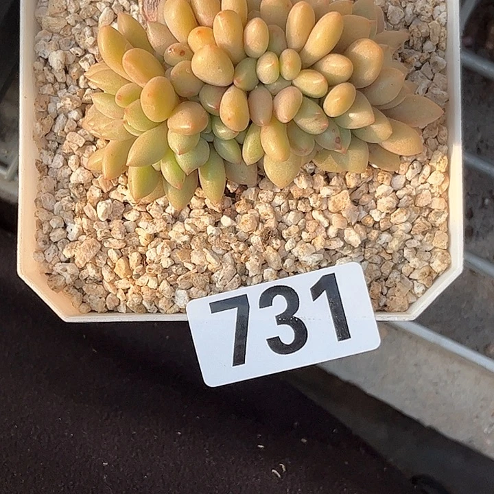 小*多肉植物一物一拍