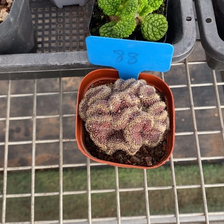 B***宝伯克利和格蕾纳等著名音乐家