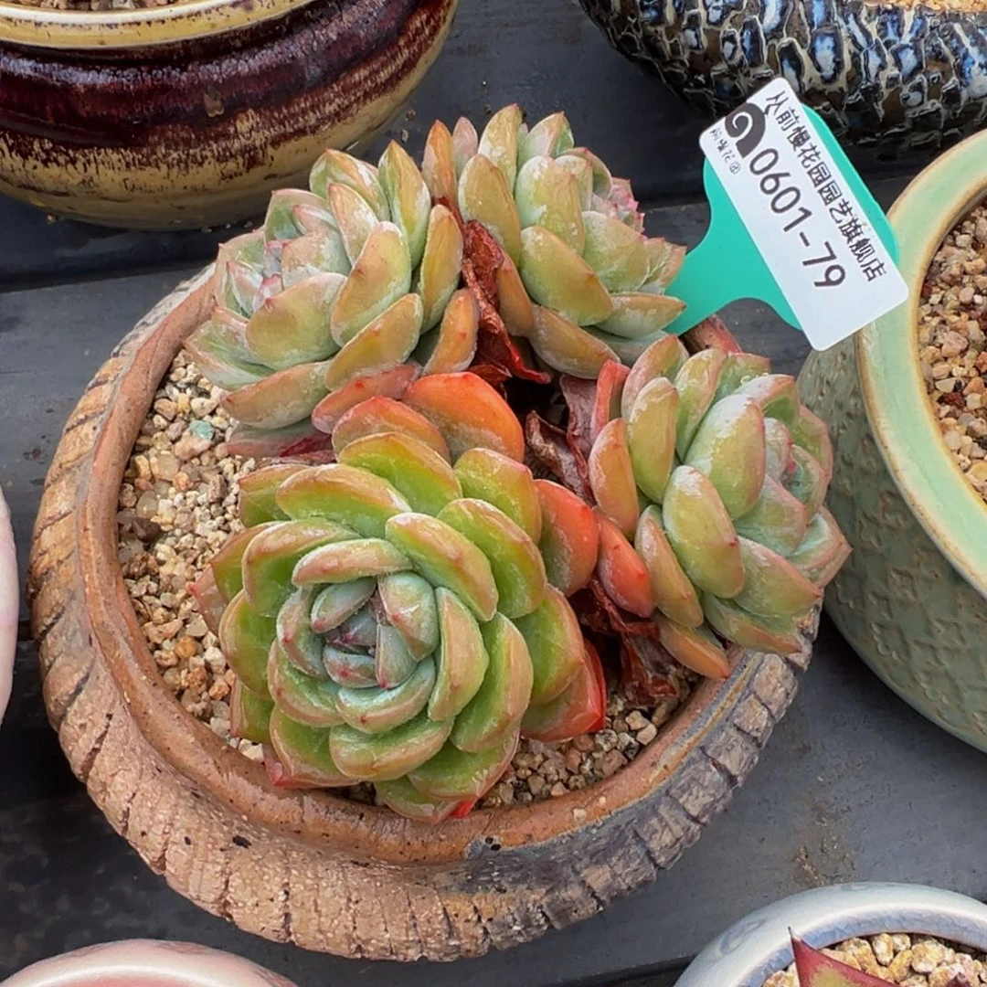 多肉一物一拍0601-79