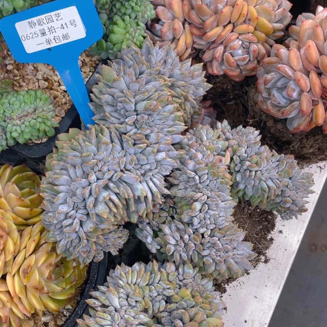 0625-41-石榴籽星影缀化一颗