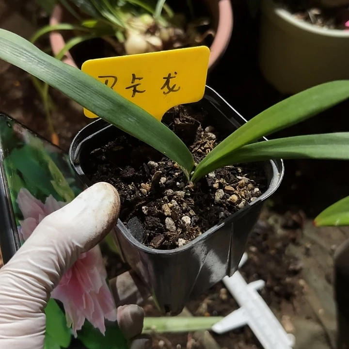 无花朵朱顶红玛卡龙