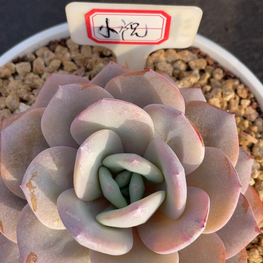 ?*祝姐姐说她真的不是一般意义