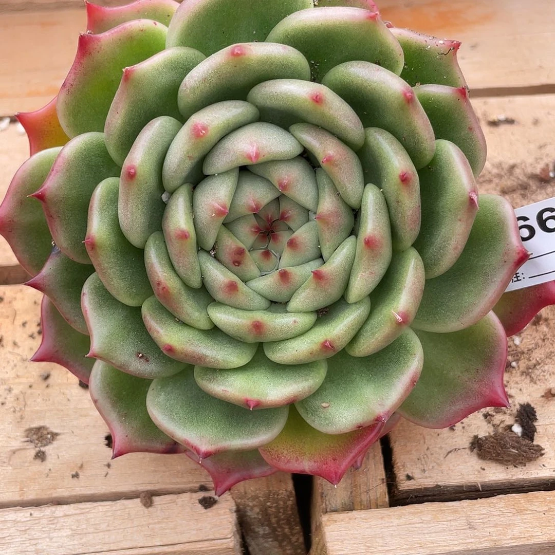 若如东云单拍D669