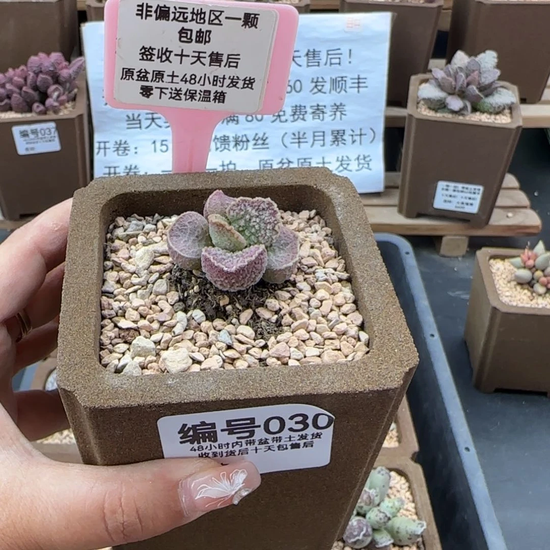 静**～030实生258元多肉植物