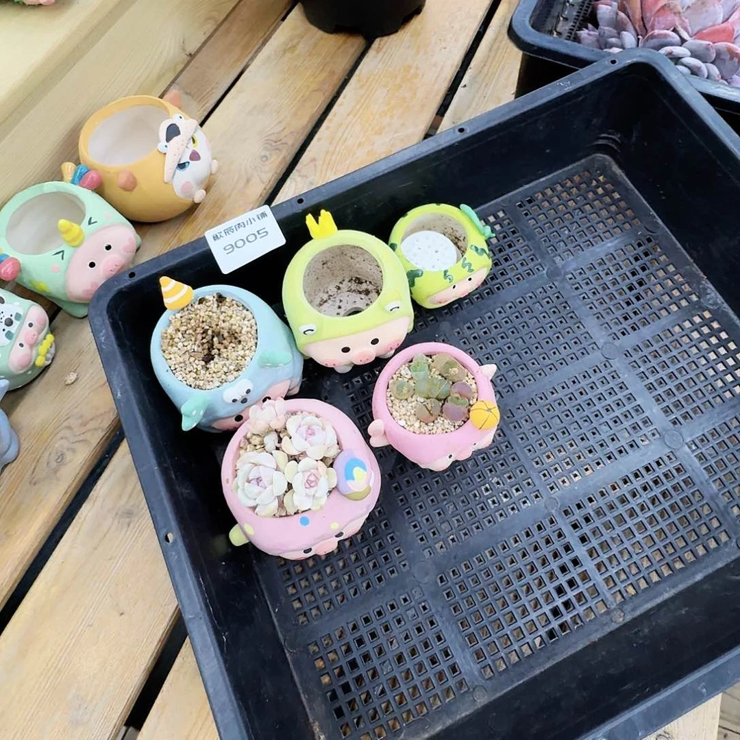 哈**嘻多肉植物猪猪盆5个9005