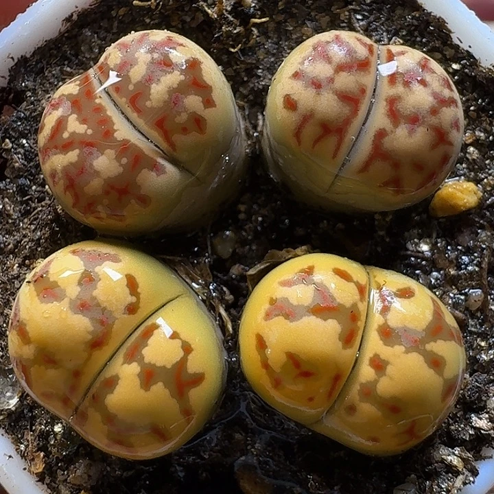 11111生石花。   156