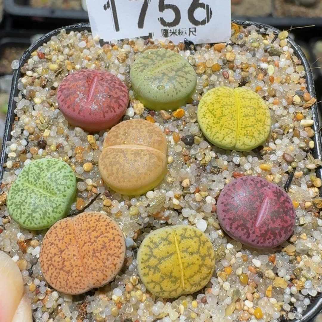 Ssss精品生石花1756