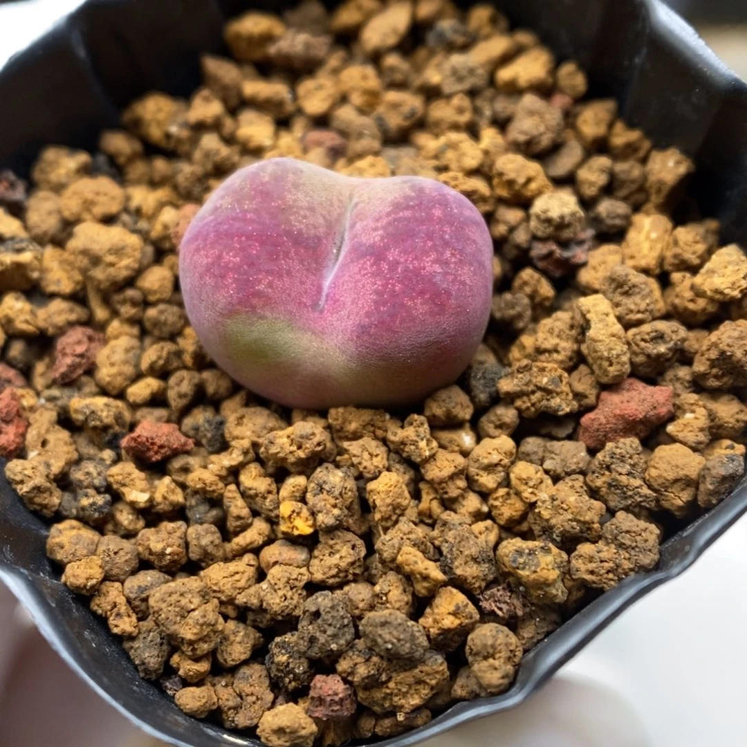 多肉植物肉锥杂交K-6814 墨杂