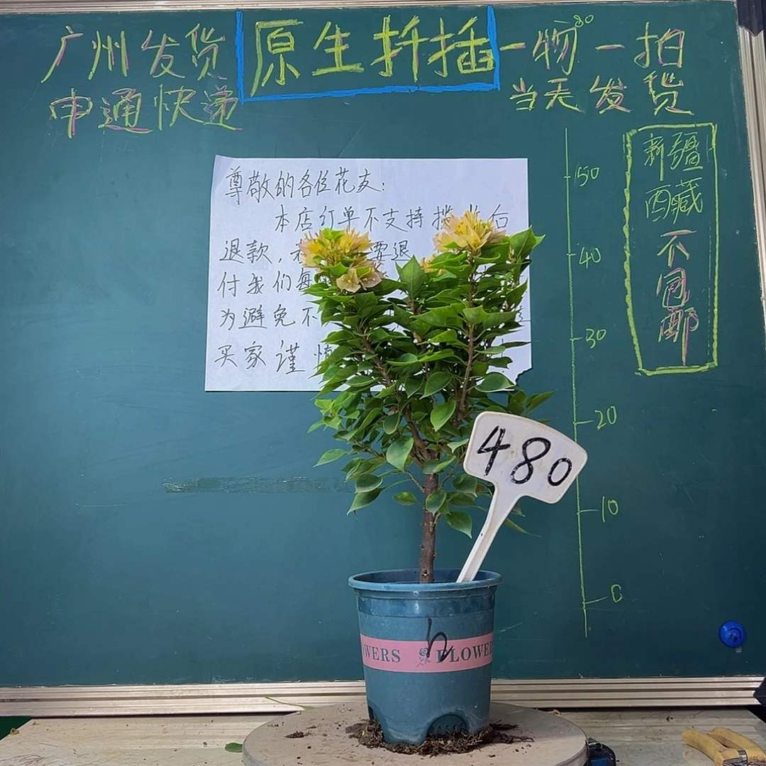 当前无花栽培后可以开花塔黄480