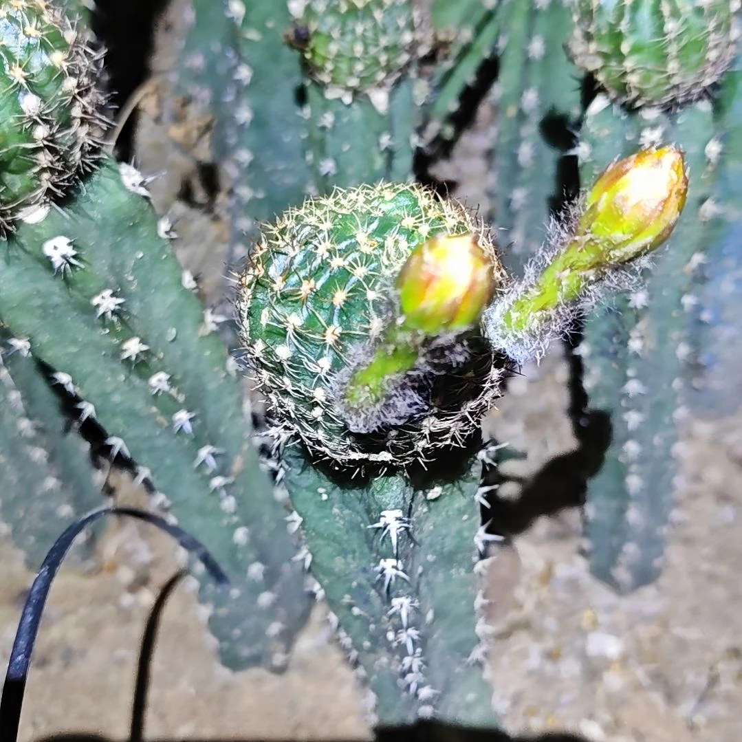 小***猪秀普嫁接金荷花补差62