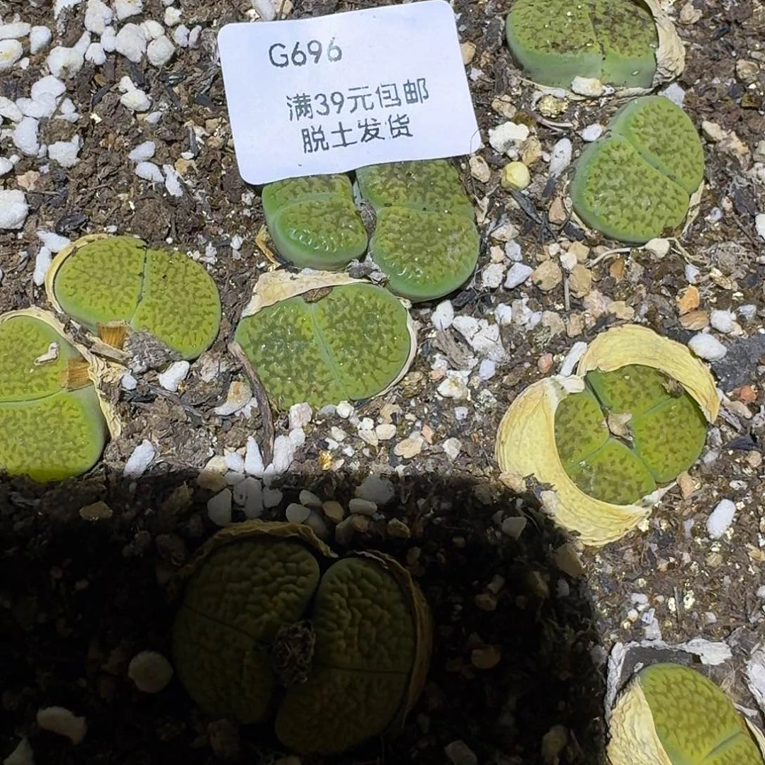 696多肉哈哈哈哈哈哈哈