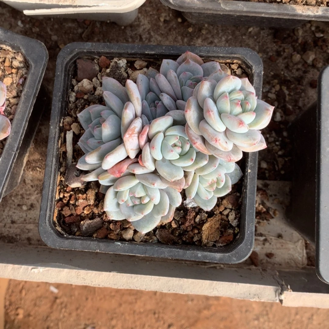 无花朵哈哈哈哈哈哈哈哈4