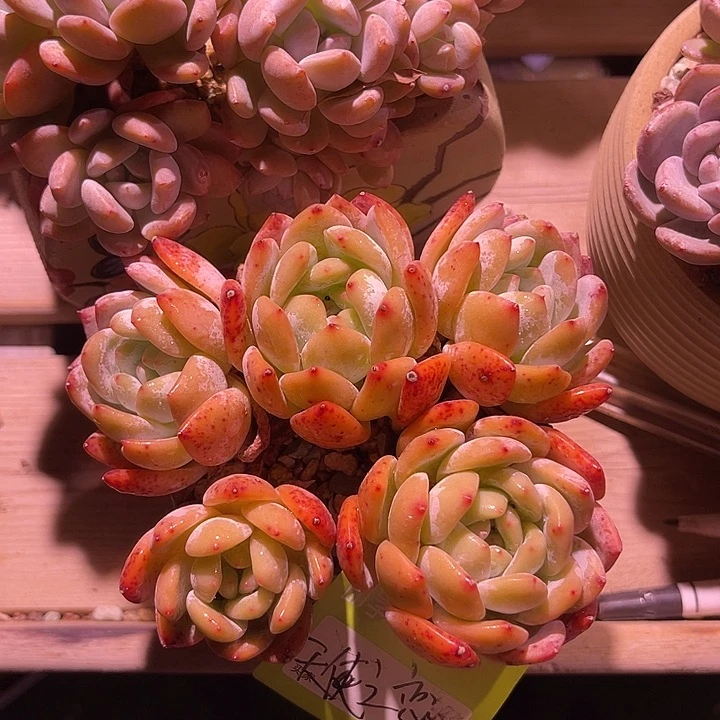 天**恋橙梦露带盆群生一颗