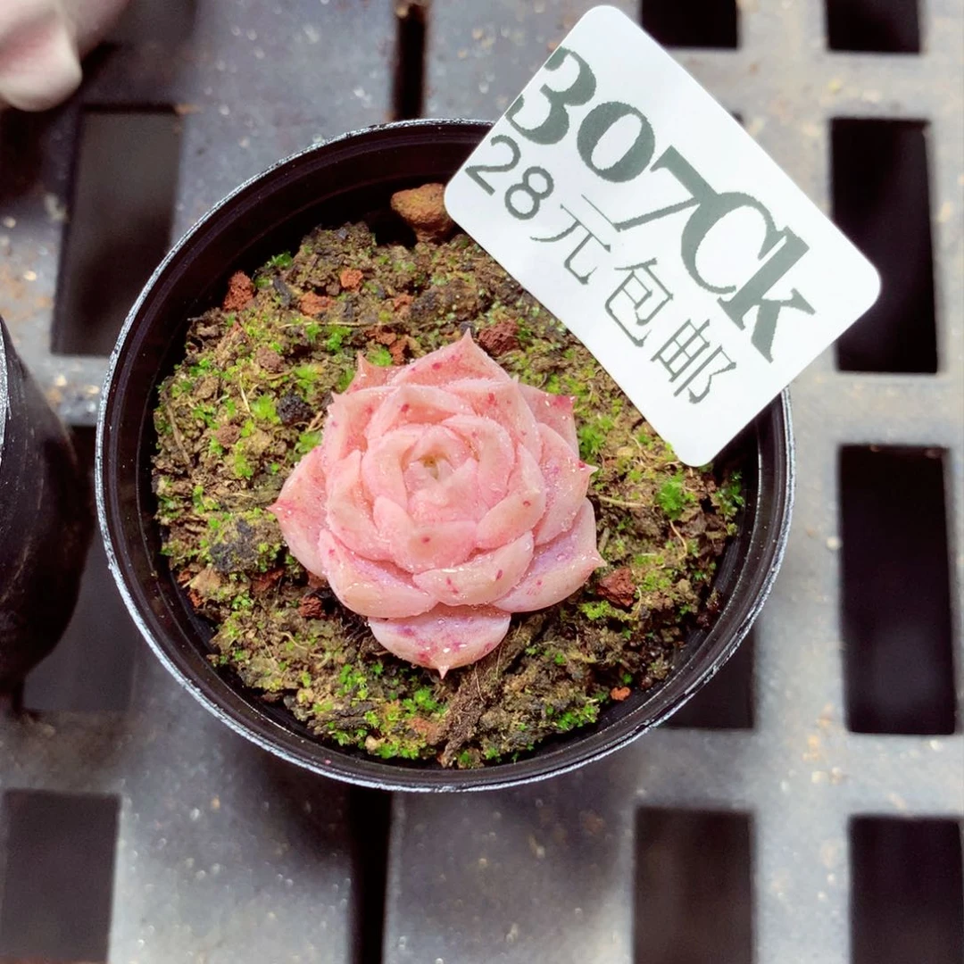 5厘米盆精控多肉307