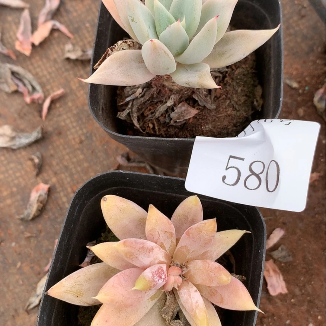 【闪购商品】康**乖云580