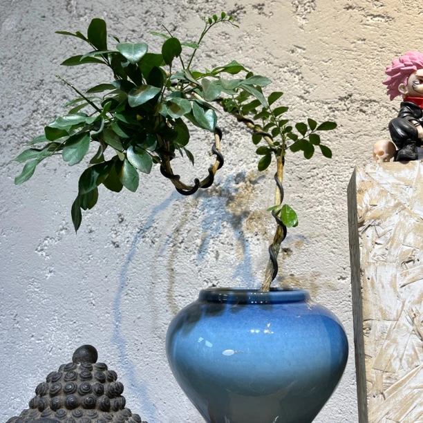 老桩单杆九里香室内盆景好养适合办公室客厅打造禅意景观