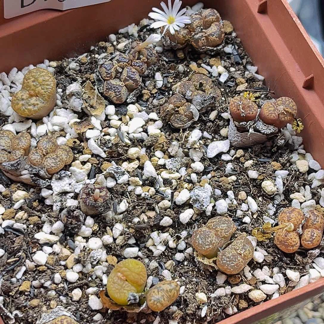 满18包邮勋章9095