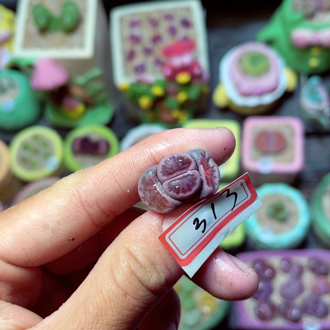 313生石花带盆发