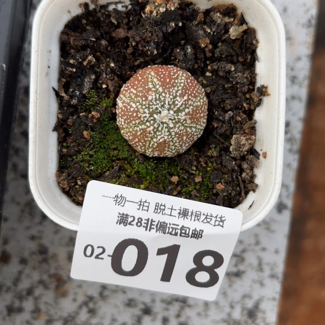 星兜单头多肉多肉多肉多肉