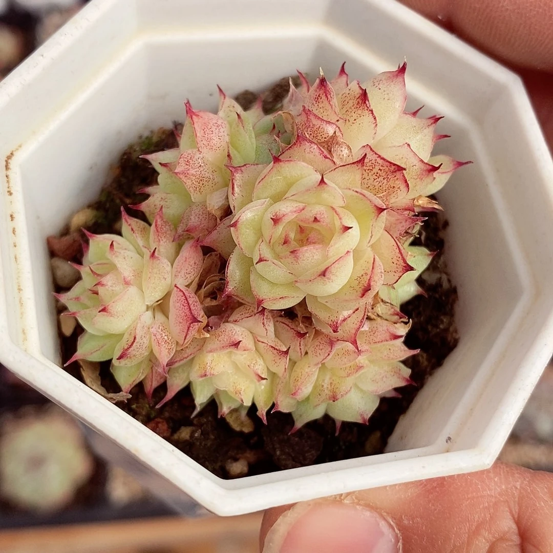 麦秆5-6cm多肉植物