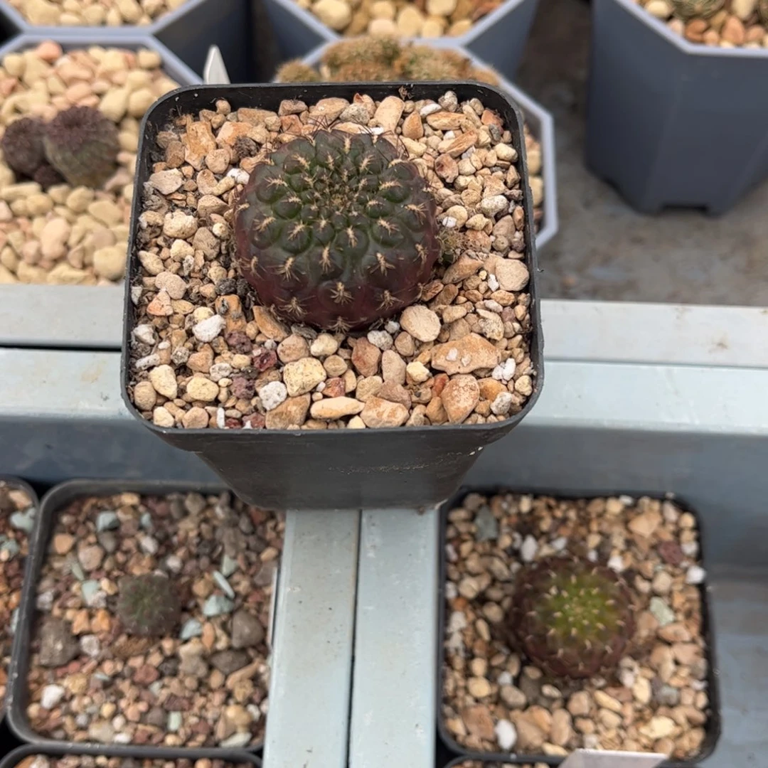 完全开放23-22侧芽扦插繁殖