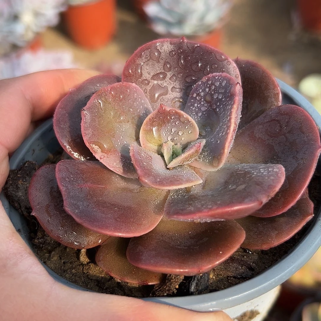 多肉植物厚叶玫瑰