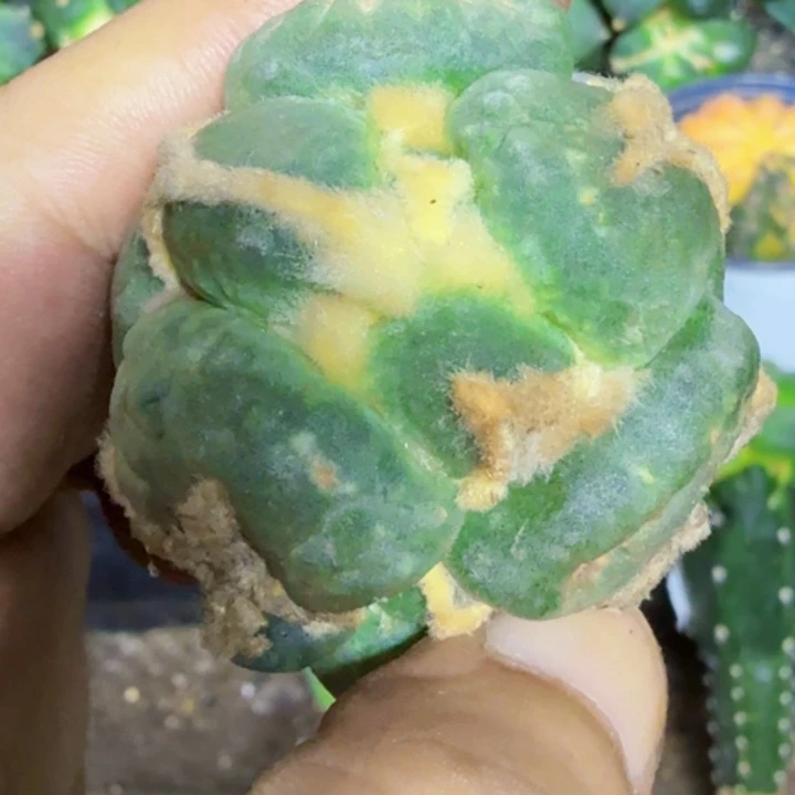 无花朵福利苗接连瓷蛋怒922
