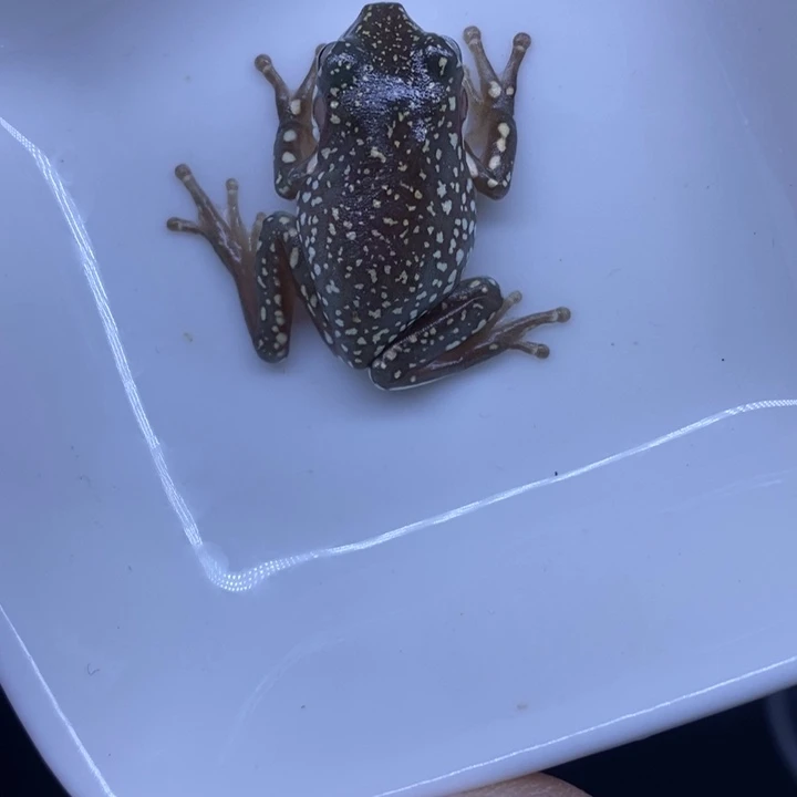 老爷树蛙澳蓝雪花3