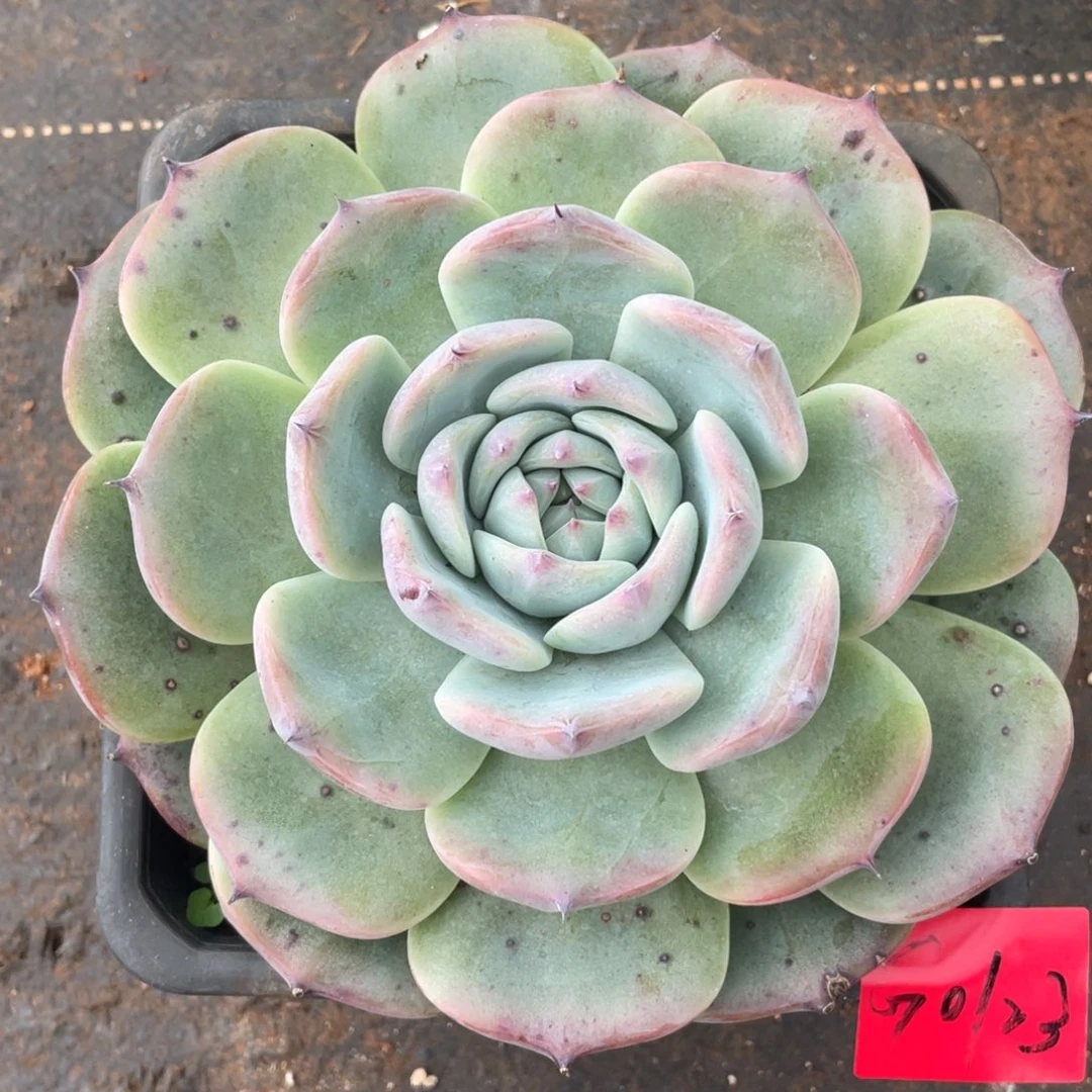 多肉植物多肉植物0123