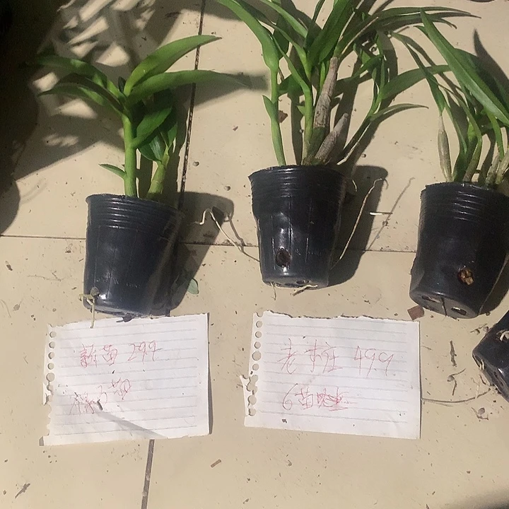 完全开放克拉老桩大小6苗