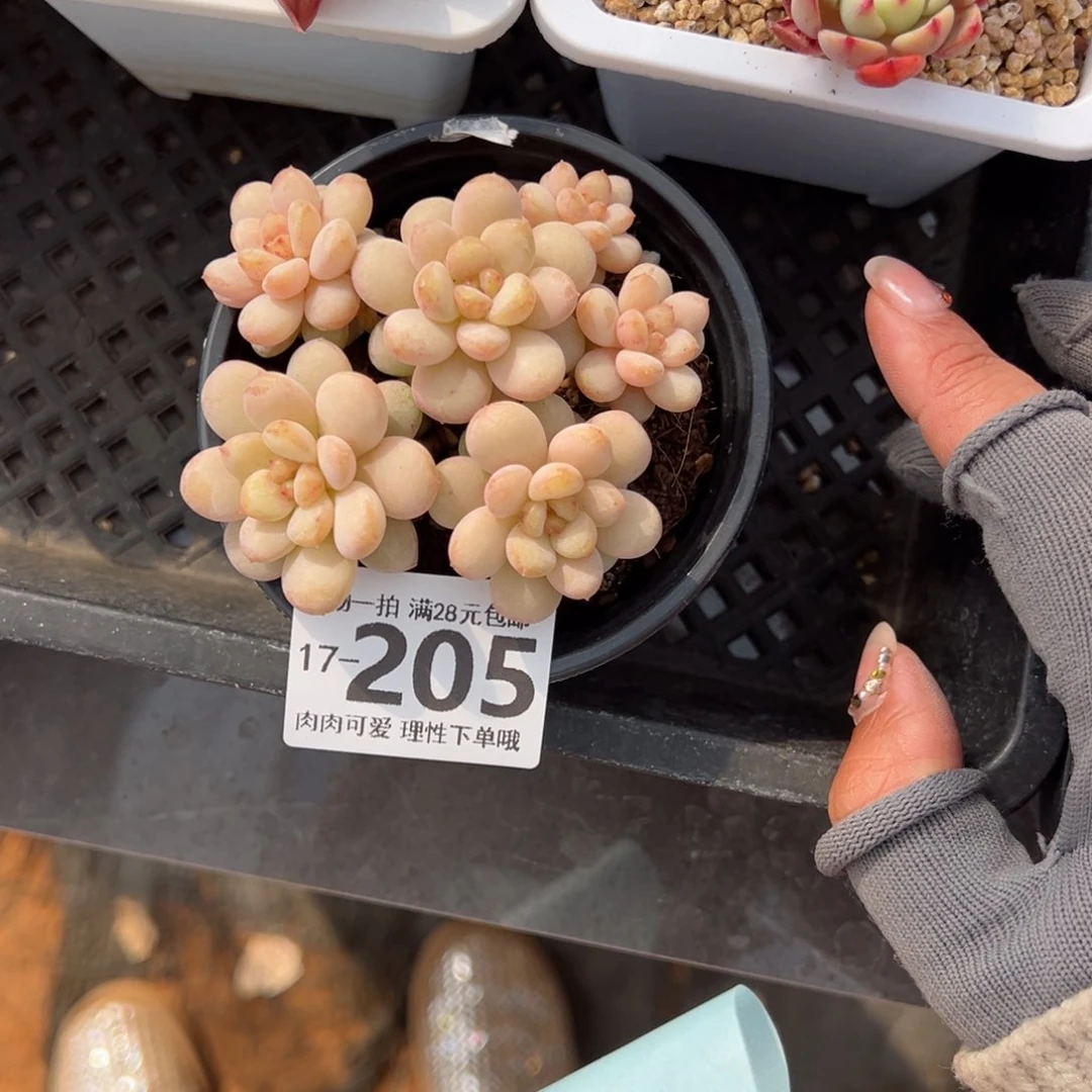 阳光玫瑰多肉多肉多肉多肉多肉