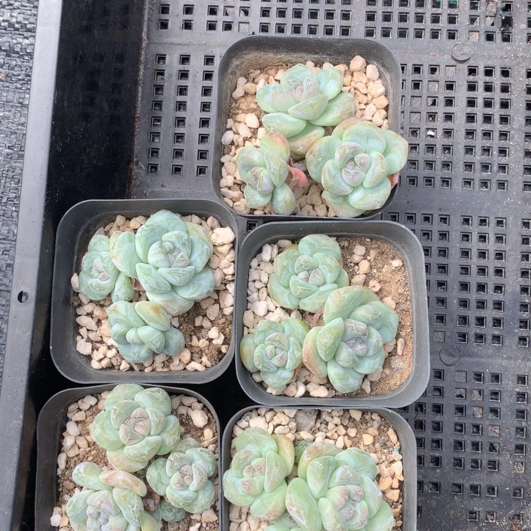 五颗小脸冰玉脱土包邮