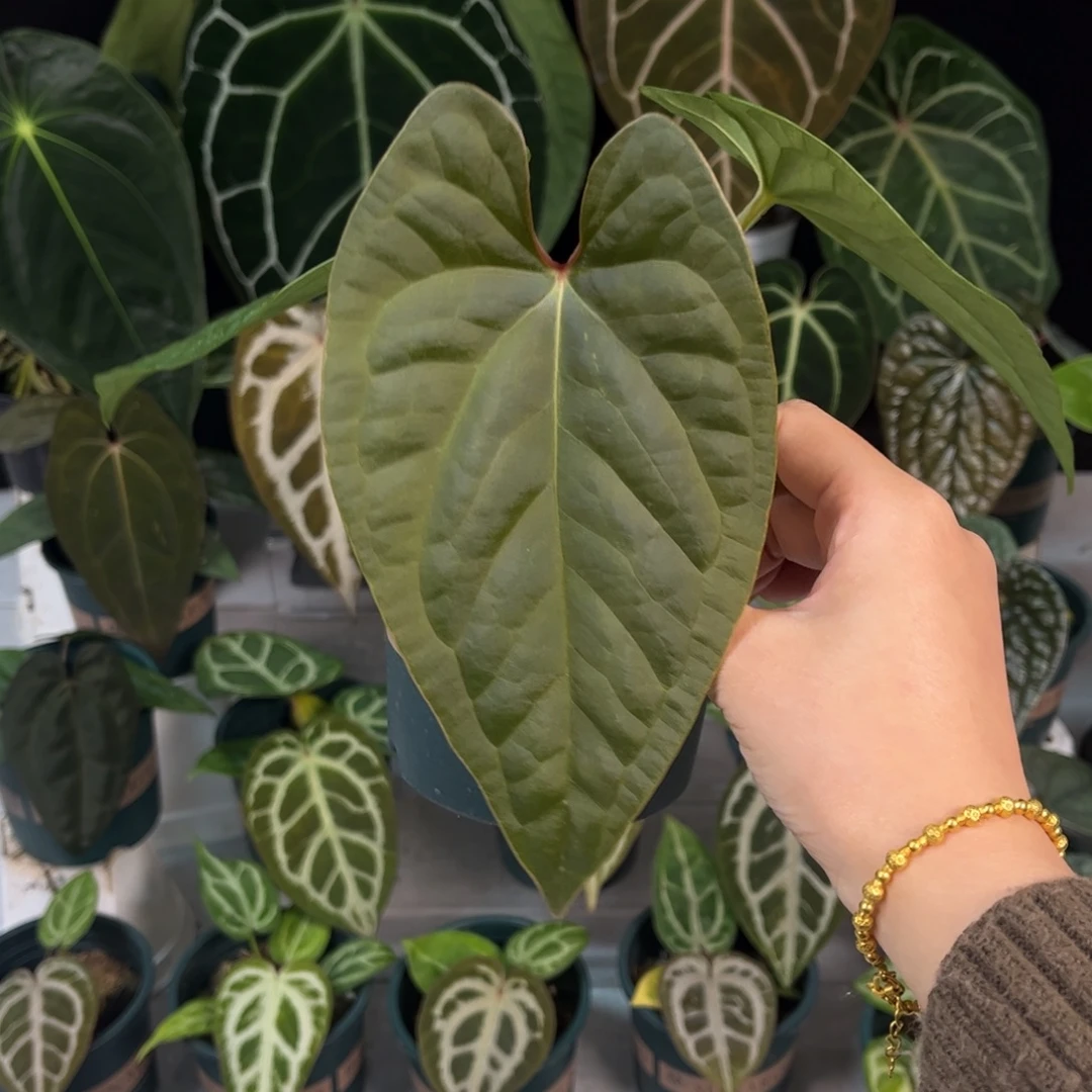 不开花植物蝠鲼杂奢华（245