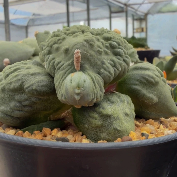 法老怒绵羊络腮胡