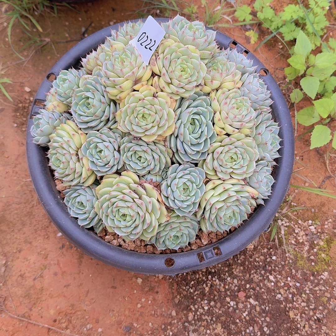 小***～0222本巴多肉植物